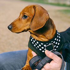 dog with polkadot harness and hand with leash